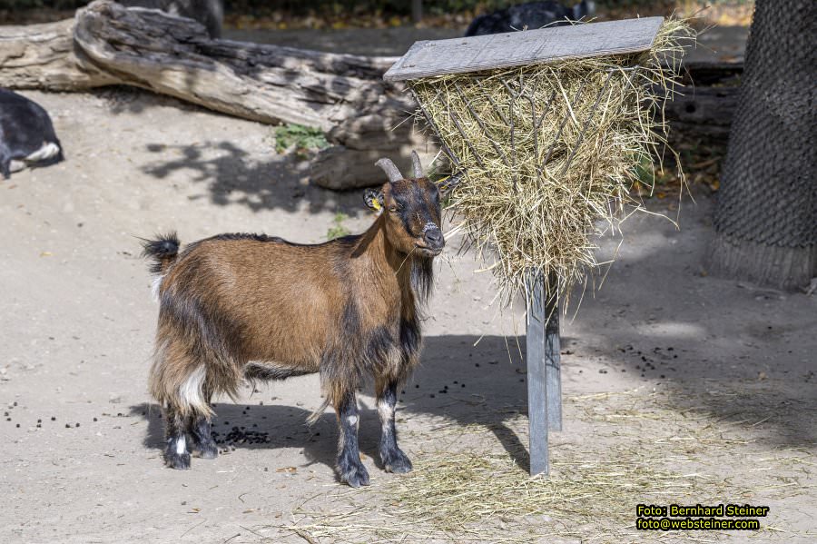Zoo Vienna - Tiergarten Schönbrunn, Oktober 2026
