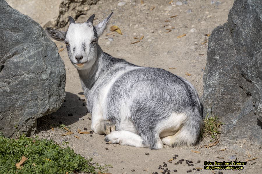 Zoo Vienna - Tiergarten Schönbrunn, Oktober 2026