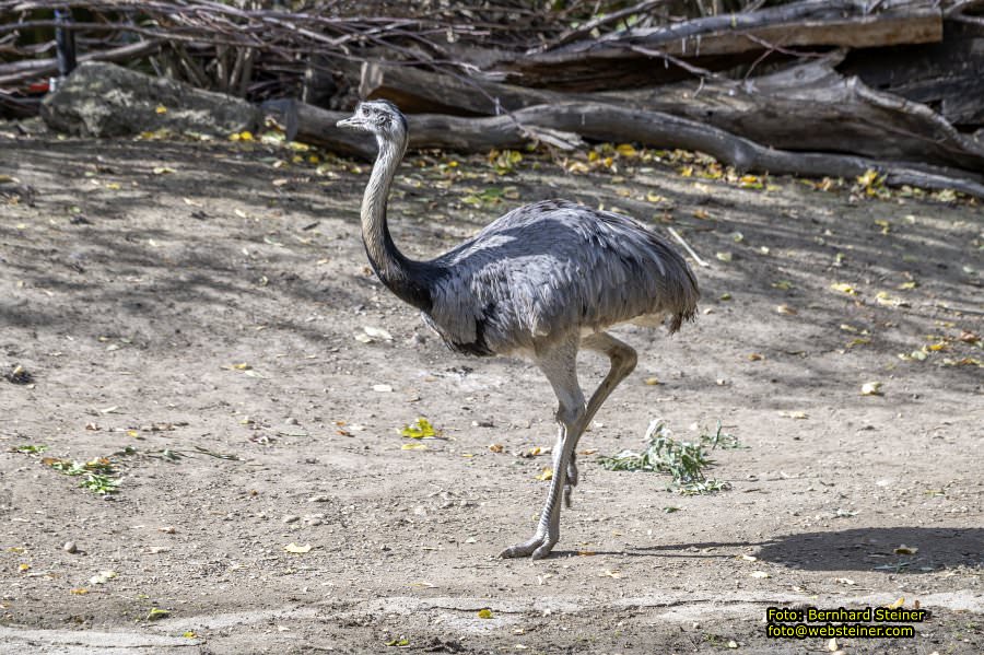 Zoo Vienna - Tiergarten Schönbrunn, Oktober 2026