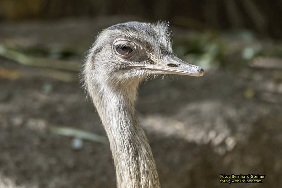 Zoo Vienna - Tiergarten Schönbrunn, Oktober 2026