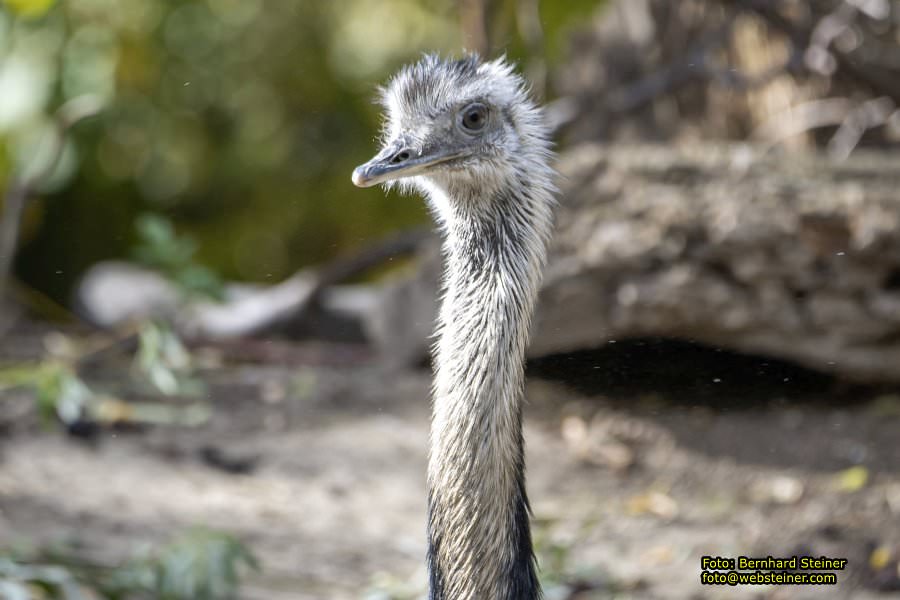 Zoo Vienna - Tiergarten Schönbrunn, Oktober 2026