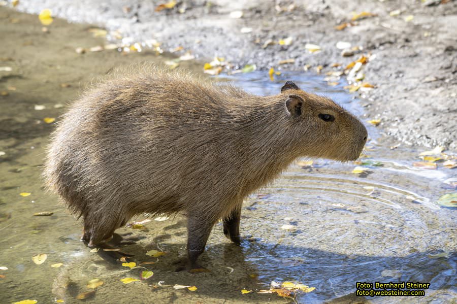 Zoo Vienna - Tiergarten Schönbrunn, Oktober 2026