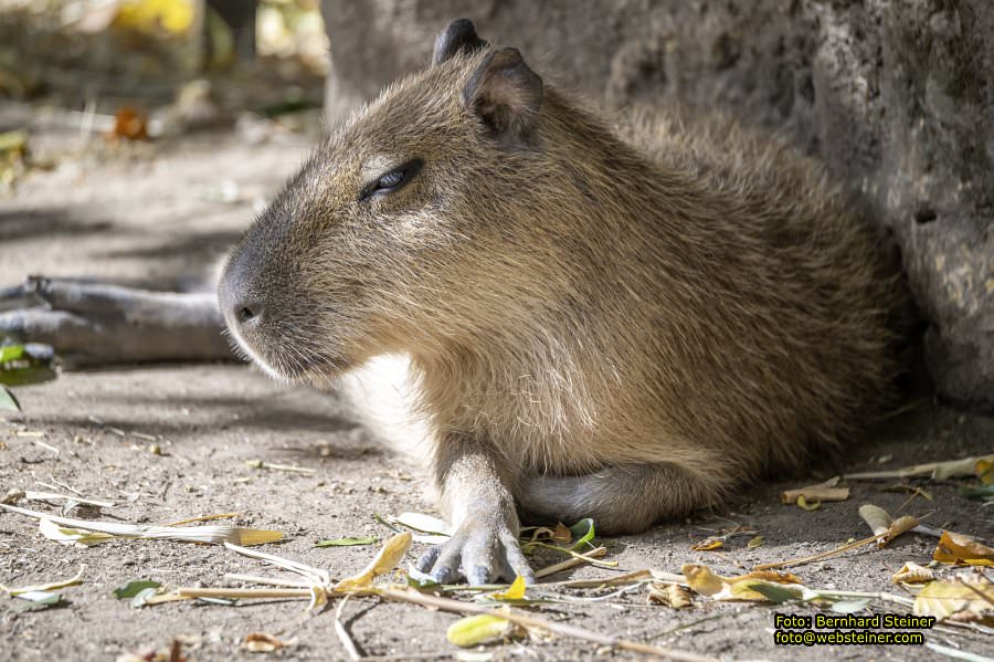 Zoo Vienna - Tiergarten Schönbrunn, Oktober 2026