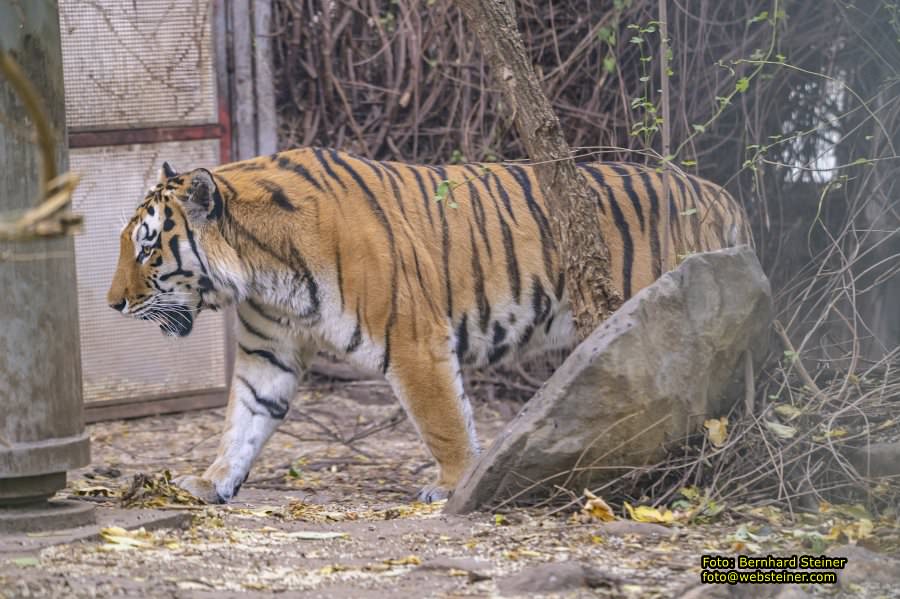 Zoo Vienna - Tiergarten Schönbrunn, Oktober 2026