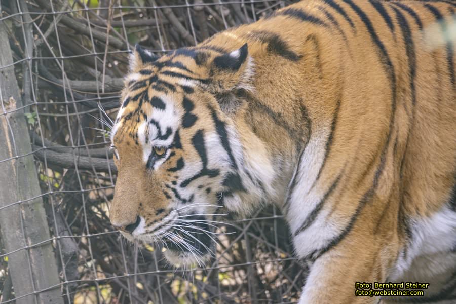 Zoo Vienna - Tiergarten Schönbrunn, Oktober 2026