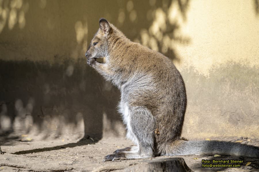 Zoo Vienna - Tiergarten Schönbrunn, Oktober 2026