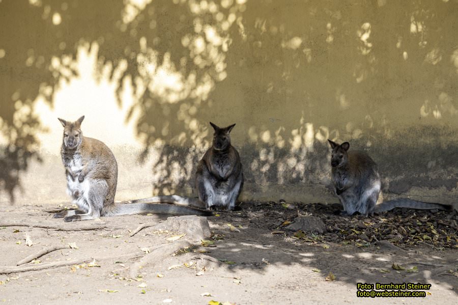 Zoo Vienna - Tiergarten Schönbrunn, Oktober 2026
