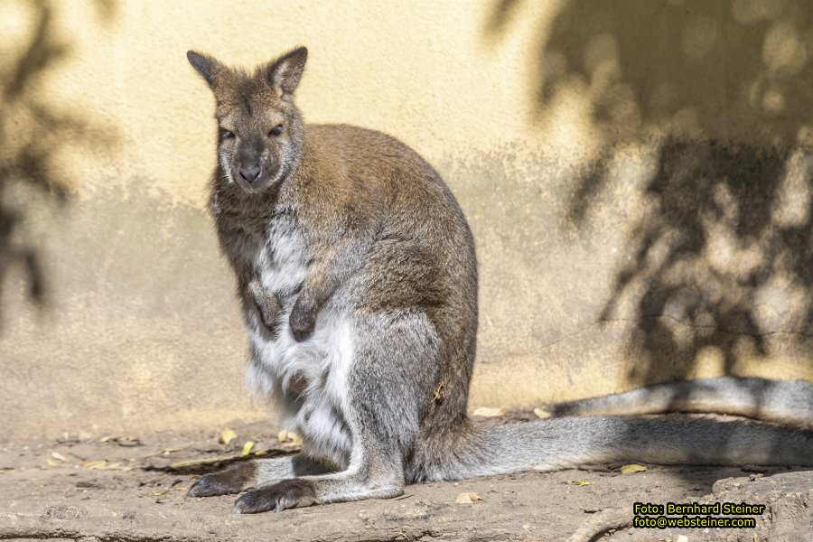 Zoo Vienna - Tiergarten Schönbrunn, Oktober 2026