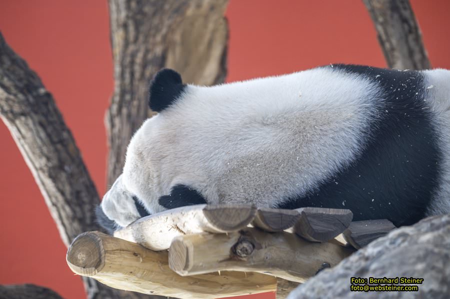 Zoo Vienna - Tiergarten Schönbrunn, Oktober 2026