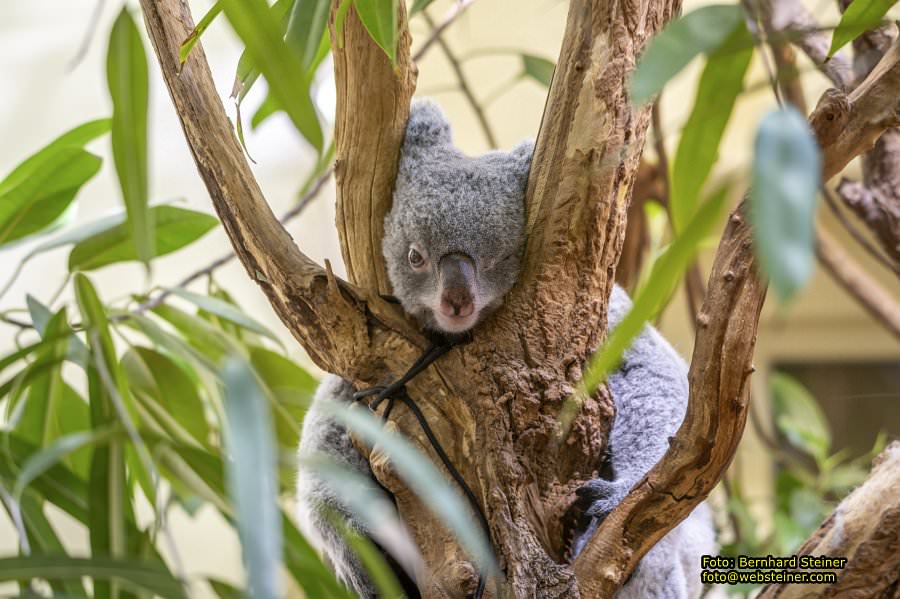 Zoo Vienna - Tiergarten Schönbrunn, Oktober 2026