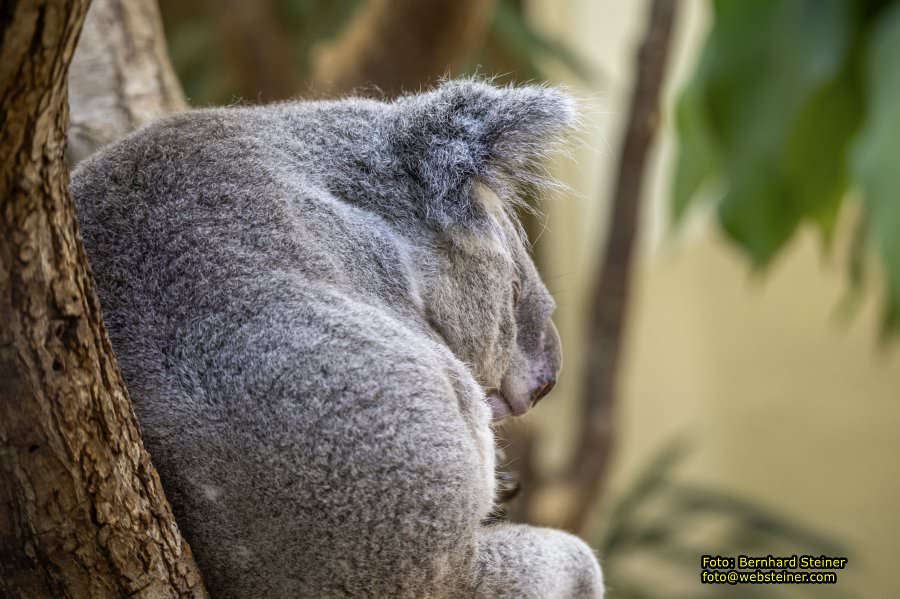 Zoo Vienna - Tiergarten Schönbrunn, Oktober 2026