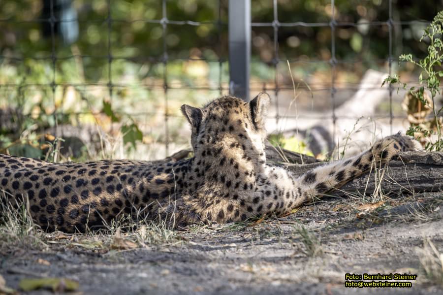 Zoo Vienna - Tiergarten Schönbrunn, Oktober 2026