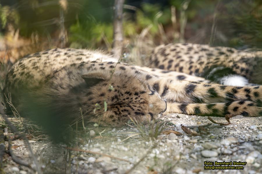 Zoo Vienna - Tiergarten Schönbrunn, Oktober 2026