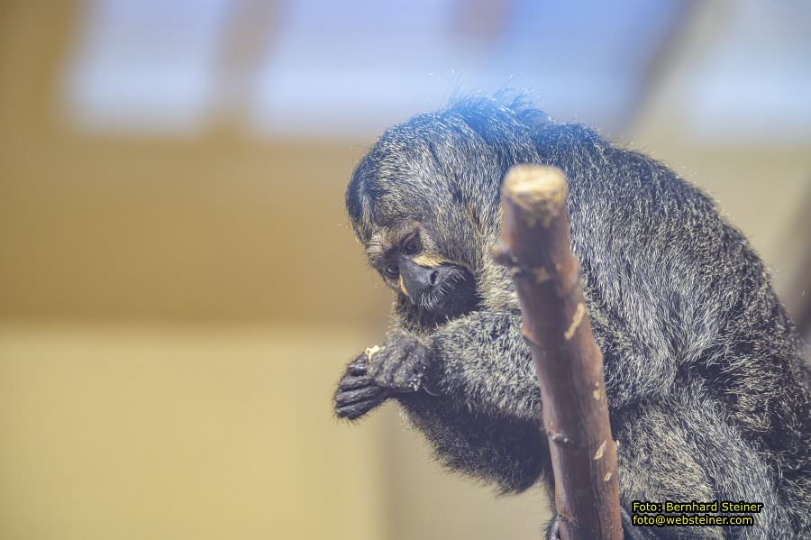 Zoo Vienna - Tiergarten Schönbrunn, Oktober 2026