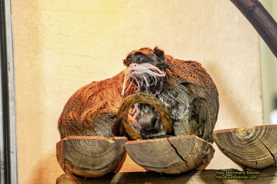 Zoo Vienna - Tiergarten Schönbrunn, Oktober 2026