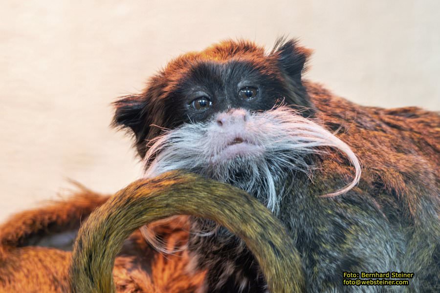 Zoo Vienna - Tiergarten Schönbrunn, Oktober 2026