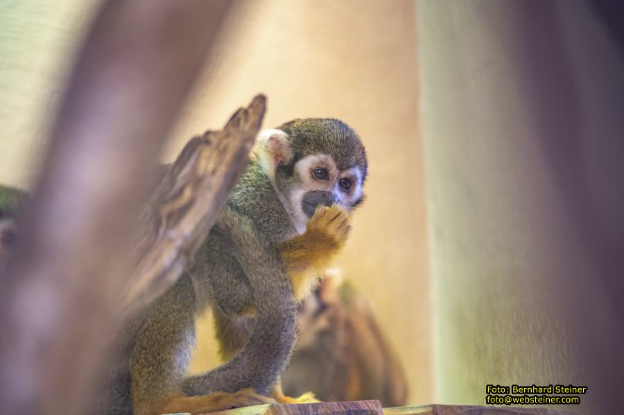 Zoo Vienna - Tiergarten Schönbrunn, Oktober 2026