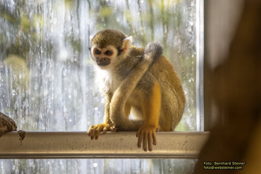 Zoo Vienna - Tiergarten Schönbrunn, Oktober 2026