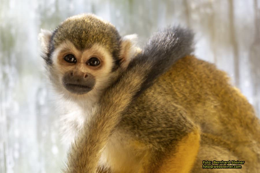 Zoo Vienna - Tiergarten Schönbrunn, Oktober 2026