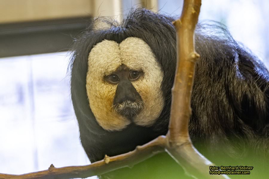 Zoo Vienna - Tiergarten Schönbrunn, Oktober 2026