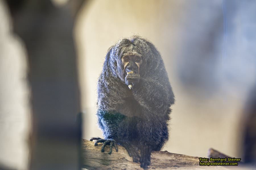 Zoo Vienna - Tiergarten Schönbrunn, Oktober 2026