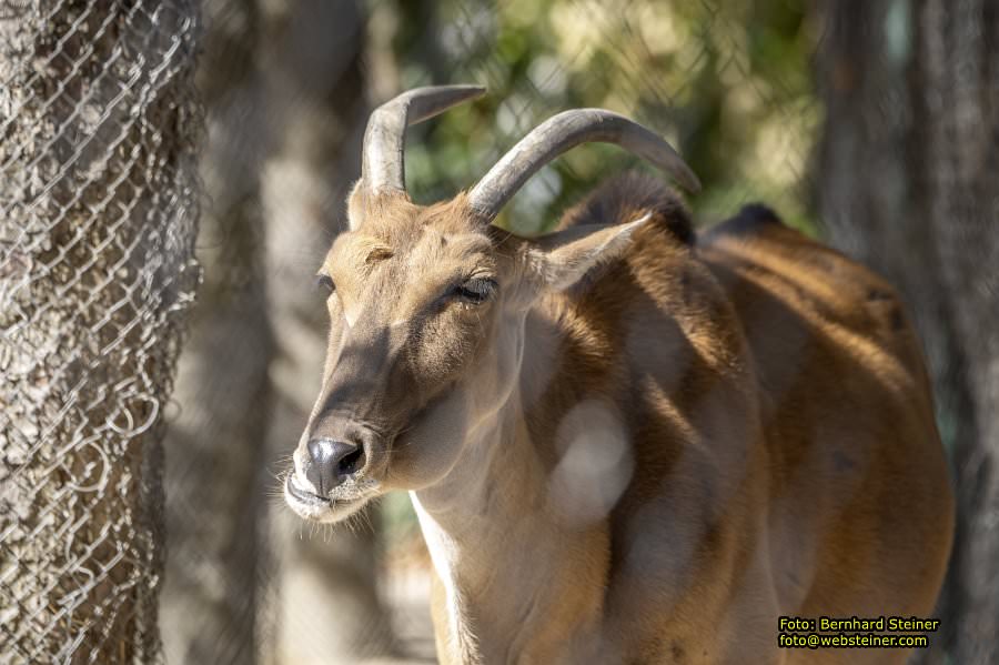Zoo Vienna - Tiergarten Schönbrunn, Oktober 2026