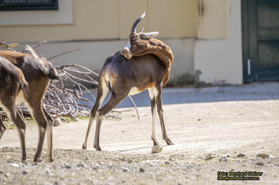 Zoo Vienna - Tiergarten Schönbrunn, Oktober 2026