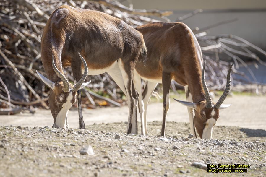 Zoo Vienna - Tiergarten Schönbrunn, Oktober 2026