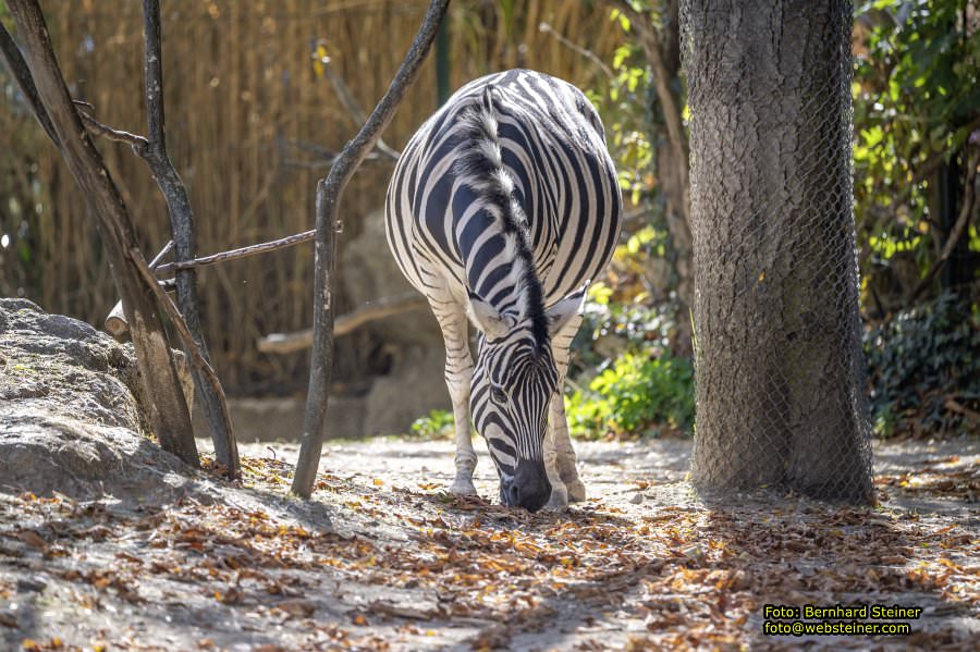 Zoo Vienna - Tiergarten Schönbrunn, Oktober 2026