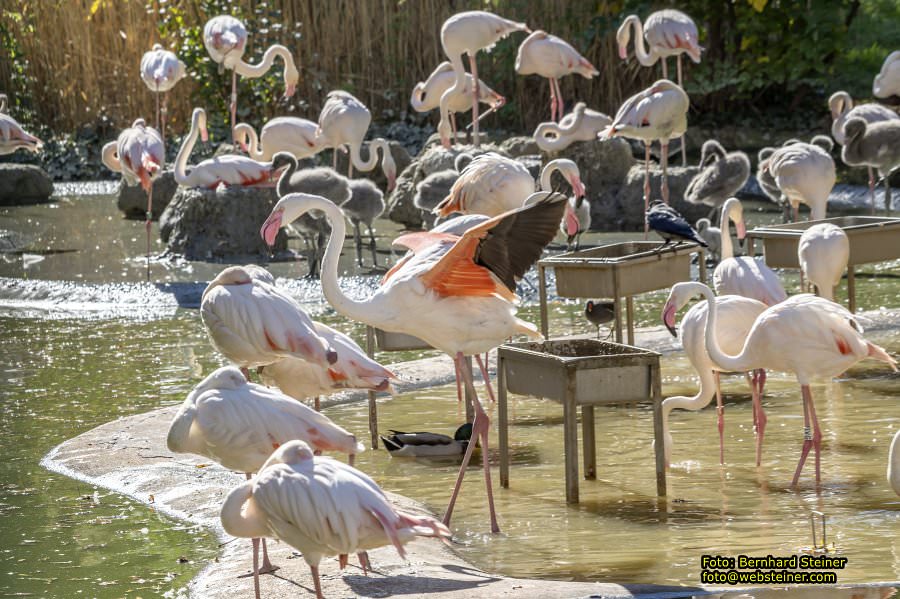Zoo Vienna - Tiergarten Schönbrunn, Oktober 2026