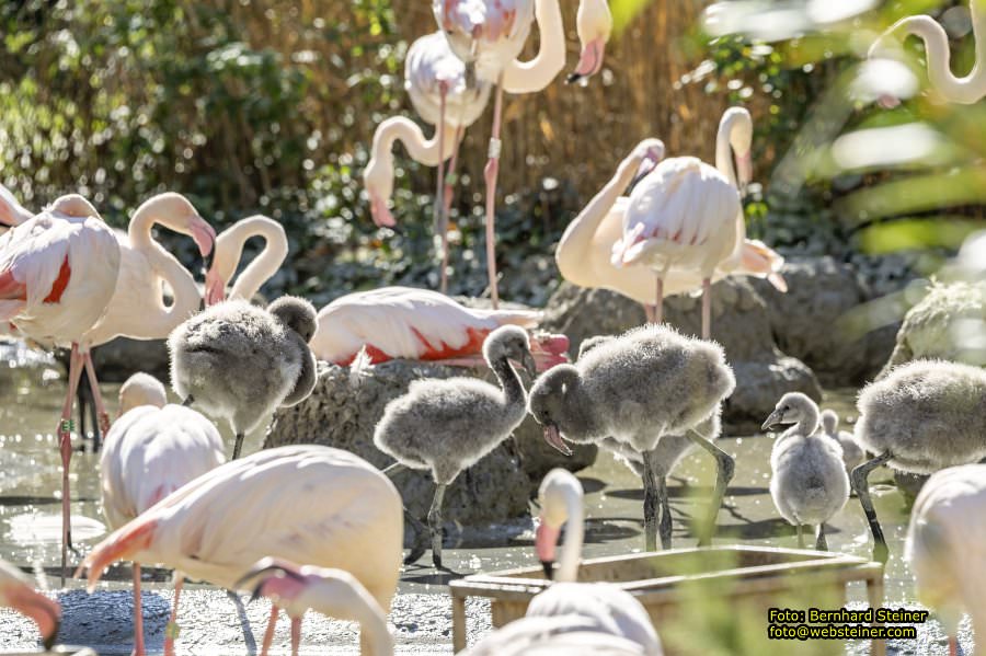 Zoo Vienna - Tiergarten Schönbrunn, Oktober 2026