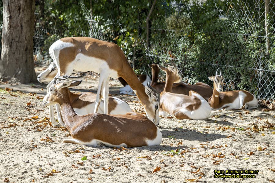 Zoo Vienna - Tiergarten Schönbrunn, Oktober 2026