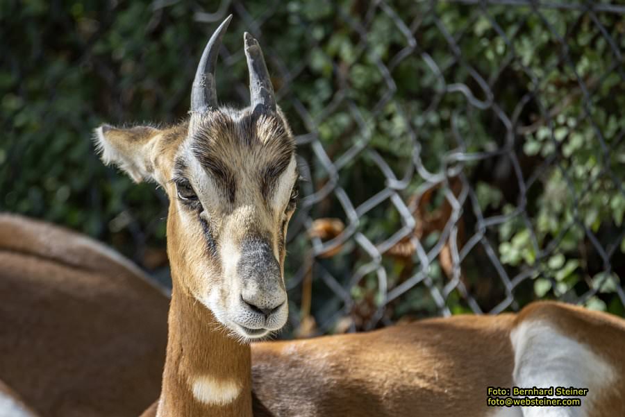 Zoo Vienna - Tiergarten Schönbrunn, Oktober 2026