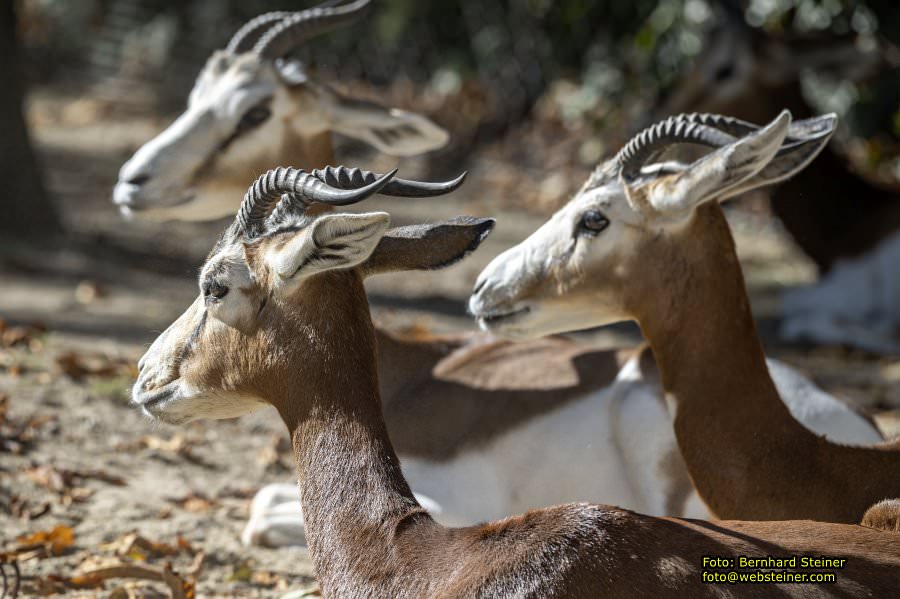 Zoo Vienna - Tiergarten Schönbrunn, Oktober 2026