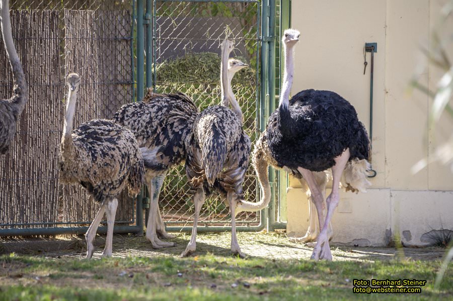 Zoo Vienna - Tiergarten Schönbrunn, Oktober 2026