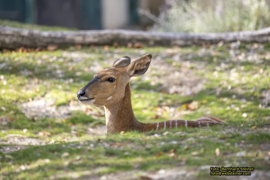 Zoo Vienna - Tiergarten Schönbrunn, Oktober 2026