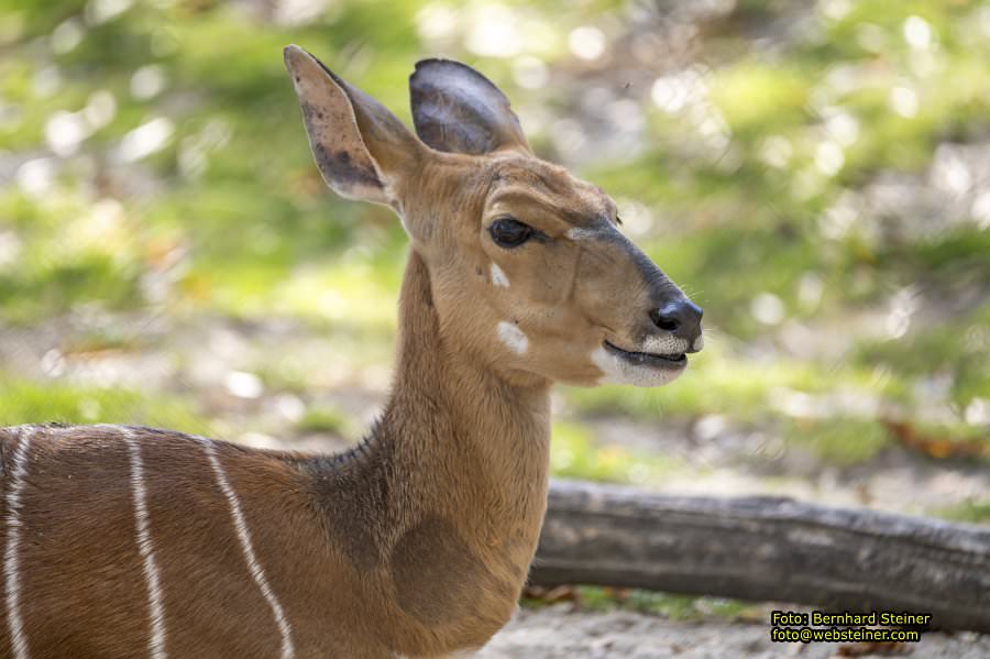 Zoo Vienna - Tiergarten Schönbrunn, Oktober 2026