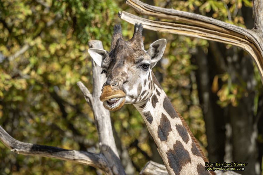 Zoo Vienna - Tiergarten Schönbrunn, Oktober 2026