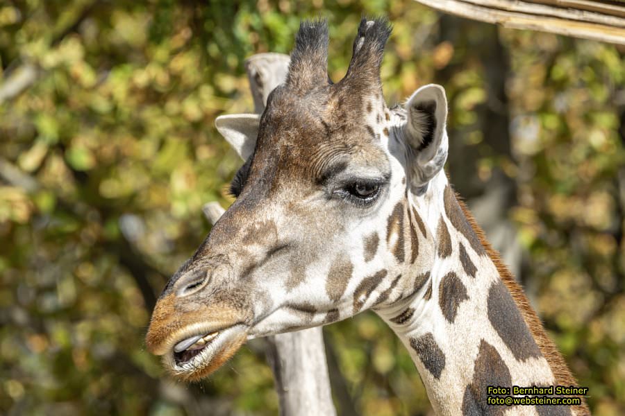 Zoo Vienna - Tiergarten Schönbrunn, Oktober 2026