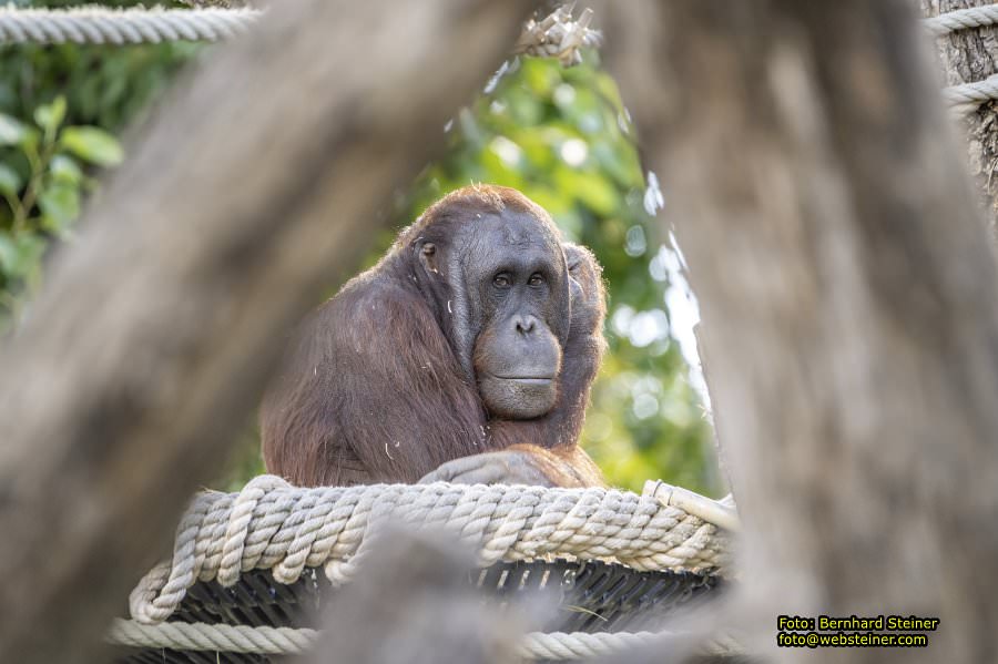 Zoo Vienna - Tiergarten Schönbrunn, Oktober 2026