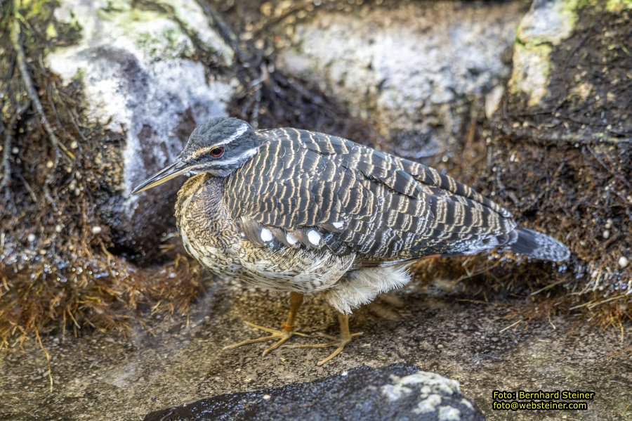 Zoo Vienna - Tiergarten Schönbrunn, Oktober 2026