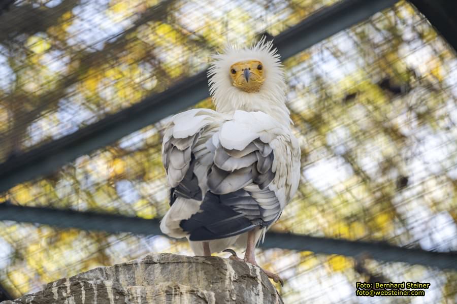 Zoo Vienna - Tiergarten Schönbrunn, Oktober 2026