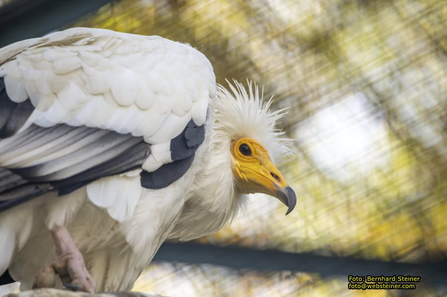 Zoo Vienna - Tiergarten Schönbrunn, Oktober 2026