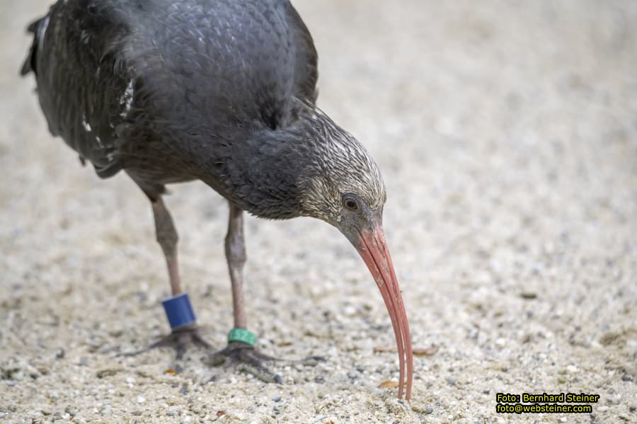 Zoo Vienna - Tiergarten Schönbrunn, Oktober 2026