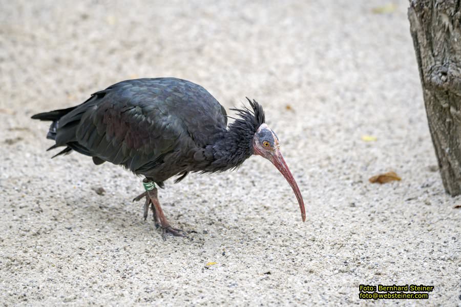 Zoo Vienna - Tiergarten Schönbrunn, Oktober 2026