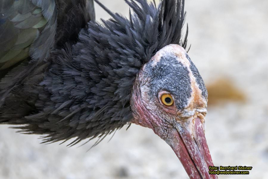 Zoo Vienna - Tiergarten Schönbrunn, Oktober 2026