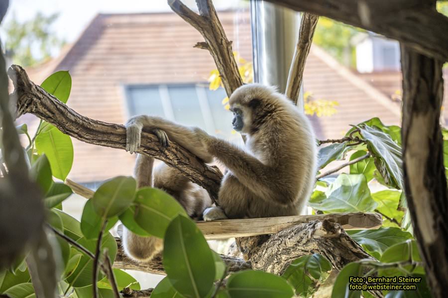 Zoo Vienna - Tiergarten Schönbrunn, Oktober 2026