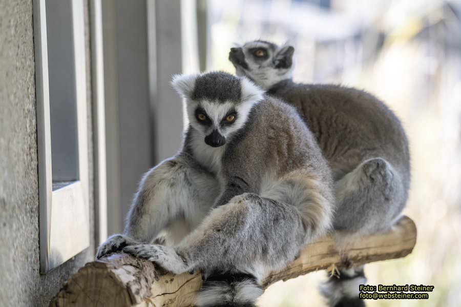 Zoo Vienna - Tiergarten Schönbrunn, Oktober 2026