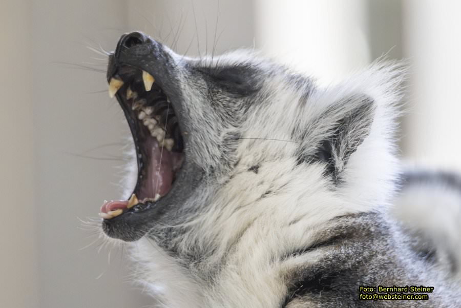 Zoo Vienna - Tiergarten Schönbrunn, Oktober 2026