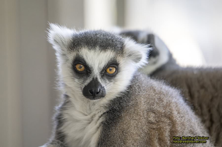 Zoo Vienna - Tiergarten Schönbrunn, Oktober 2026